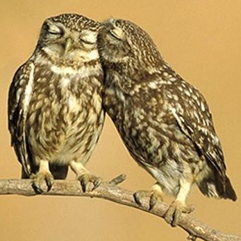 Owls as tangueros in perpendicular position.